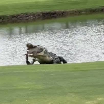 Unexpected Predator on the Green: A Golfer’s Encounter with a Hungry Giant Gator